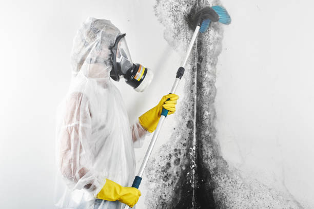 Best Mold Remediation for Healthcare Facilities  in Stoughton, WI